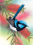 Blue wren- round 30*40cm