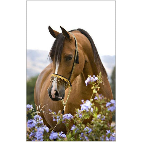 Horse Flowers-Full Drill Diamond Painting