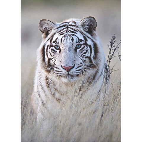 Tiger-Full Drill Diamond Painting