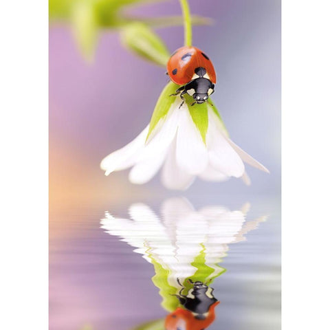 Flower Ladybug-Full Drill Diamond Painting