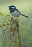 Blue wren -Round/Square Diamond Painting