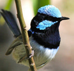 Blue Wren-Full Drill Diamond Painting